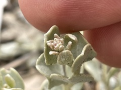 Atriplex obovata