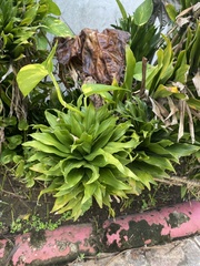 Dracaena fragrans compacta