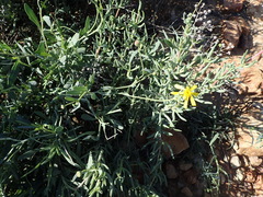 Othonna osteospermoides