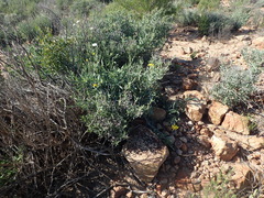 Othonna osteospermoides