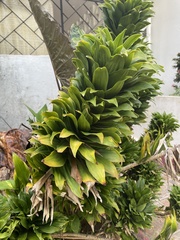 Dracaena fragrans compacta