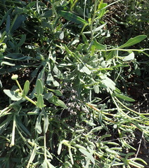 Othonna osteospermoides