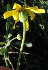 Othonna osteospermoides