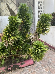 Dracaena fragrans compacta