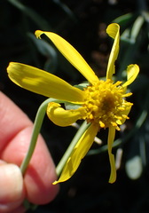 Othonna osteospermoides