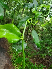Smilax smallii