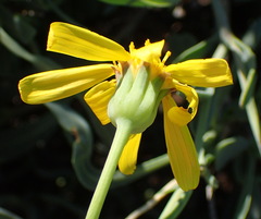 Othonna osteospermoides