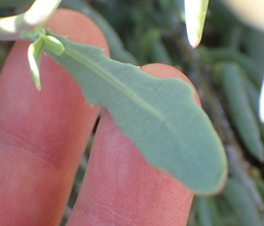 Othonna osteospermoides