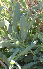 Othonna osteospermoides