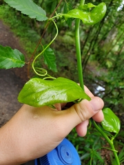 Smilax smallii