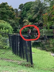 Anhinga anhinga