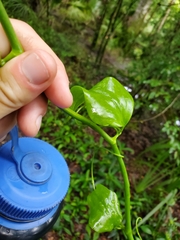 Smilax smallii