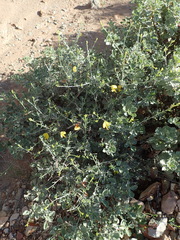 Lotononis dahlgrenii