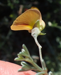 Lotononis dahlgrenii