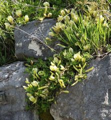 Chamaecytisus hirsutus