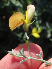 Lotononis dahlgrenii