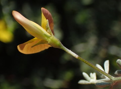 Lotononis dahlgrenii