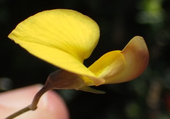 Lotononis dahlgrenii