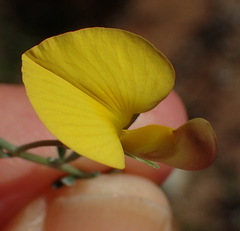 Lotononis dahlgrenii