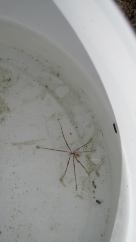 Pantopoda