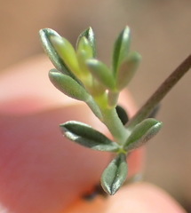 Lotononis dahlgrenii