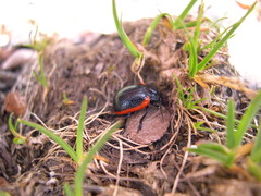 Chrysolina latecincta