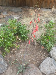 Penstemon barbatus