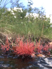 Drosera indica