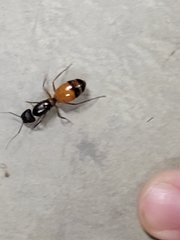 Camponotus semitestaceus
