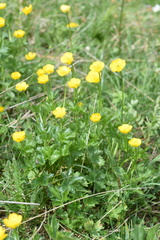 Ranunculus montanus