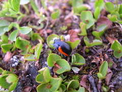 Chrysolina latecincta