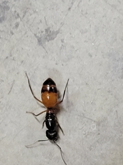 Camponotus semitestaceus