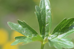 Ranunculus montanus