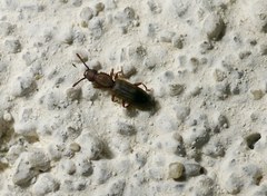 Oryzaephilus