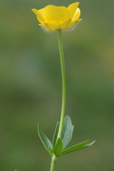 Ranunculus montanus