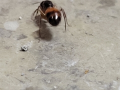 Camponotus semitestaceus