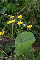 Ranunculus thora