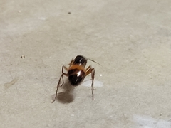 Camponotus semitestaceus