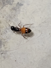 Camponotus semitestaceus