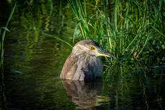 Nycticorax nycticorax image