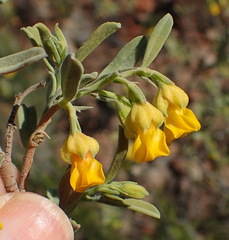 Hermannia odorata