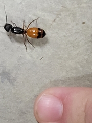 Camponotus semitestaceus