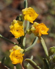 Hermannia odorata