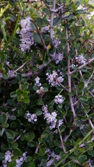Ceanothus cuneatus ramulosus