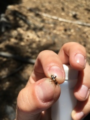 Phymatodes obliquus