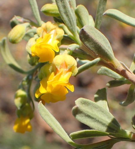 Image of Hermannia odorata by (c) Nicola van Berkel, some rights reserved (CC BY-SA)