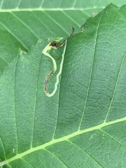Agromyza aristata
