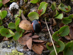 Chrysolina latecincta