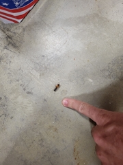 Camponotus semitestaceus
