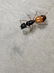 Camponotus semitestaceus